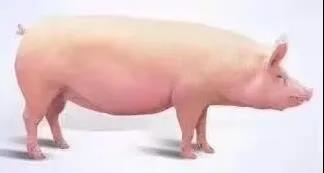 不看血亏！让心愿，如所愿！超超超超丰厚大奖，寻找2021莱芜最最最最幸运锦鲤(图7)