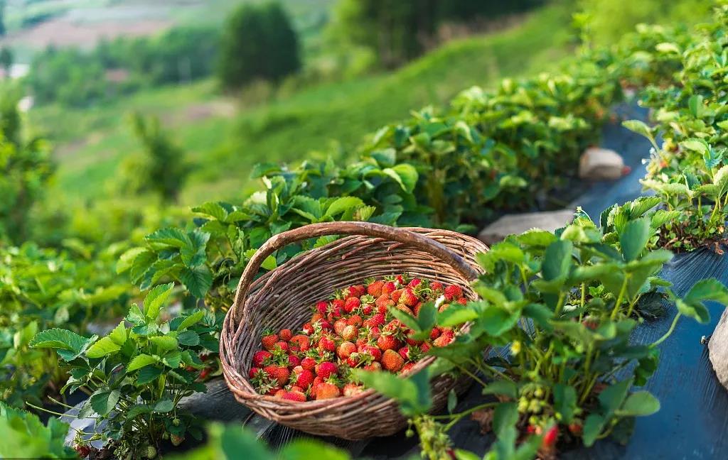 中国铁建·嬴兴园丨邂逅女神节，约会“莓”好时光(图3)
