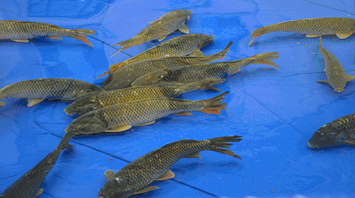 中洋·悦澜府|捕鱼狂欢，全城寻找捕鱼达人！(图3)