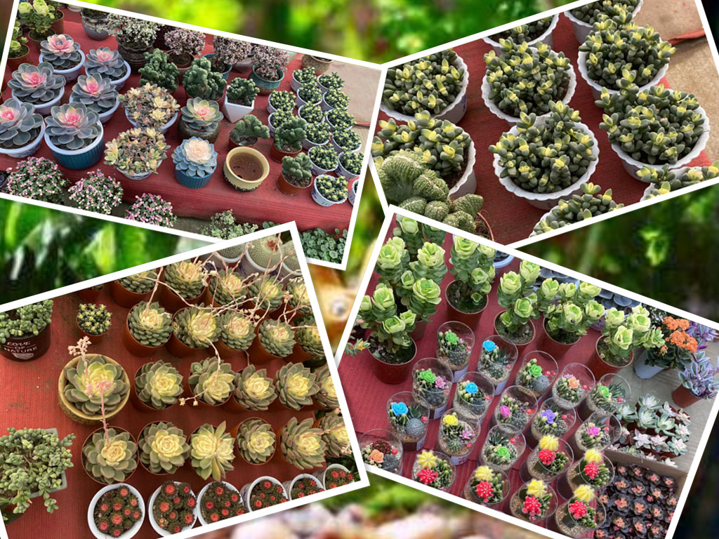 亿嘉·香山名郡“微景观”DIY丨抓一抹绿色,把春天带回家(图4)