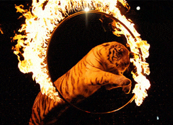 门票免费送！2022玉龙湾首届奇幻马戏团，夜市嘉年华6月24日盛大开幕，快来领福利～(图5)